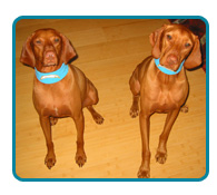 Southern California Vizsla Rescue - Available Adoptions - Remi & Blaize