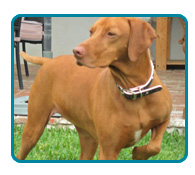 Southern California Vizsla Rescue - Available Adoptions - Doc