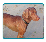 Southern California Vizsla Rescue - Available Adoptions - Reilly