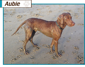 Southern California Vizsla Rescue - Available Adoption - Reilly