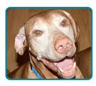 Southern California Vizsla Rescue - Available Adoptions - Reilly