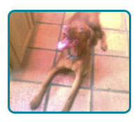 Southern California Vizsla Rescue - Available Adoptions - Beau