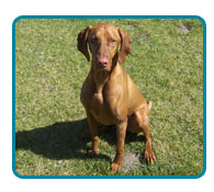 Southern California Vizsla Rescue - Available Adoptions - Buckshot