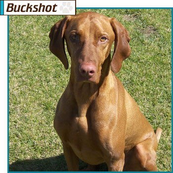Southern California Vizsla Rescue - Available Adoption - Buckshot