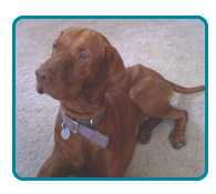 Southern California Vizsla Rescue - Available Adoptions - Buddy