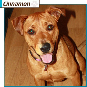 Southern California Vizsla Rescue - Available Adoption - Cinnamon