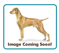 Northern California Vizsla Rescue - Available Adoptions