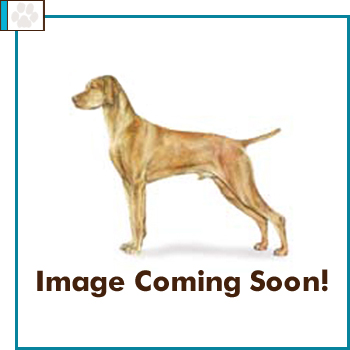 Southern California Vizsla Rescue - Available Adoption - Red