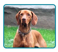 Southern California Vizsla Rescue - Available Adoptions - Cooper