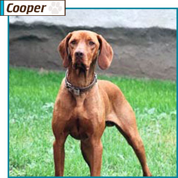 Southern California Vizsla Rescue - Available Adoption - Cooper