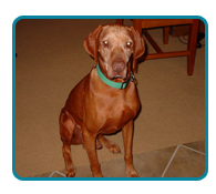 Southern California Vizsla Rescue - Available Adoptions - Copper