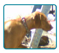 Southern California Vizsla Rescue - Available Adoptions - Czar