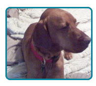 Southern California Vizsla Rescue - Available Adoptions - DaVinci