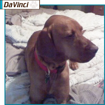 Southern California Vizsla Rescue - Available Adoption - Image Coming Soon