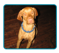 Southern California Vizsla Rescue - Available Adoptions - Dylan