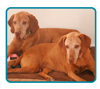 Southern California Vizsla Rescue - Available Adoptions - Gracie & Buddy