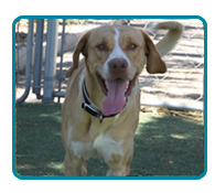 Southern California Vizsla Rescue - Available Adoptions - Oliver