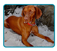 Southern California Vizsla Rescue - Available Adoptions - Gunner