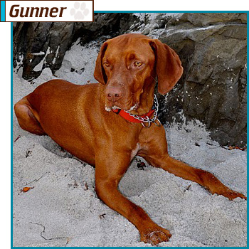 Southern California Vizsla Rescue - Available Adoption - Gunner