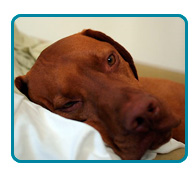 Southern California Vizsla Rescue - Available Adoptions - Dawson