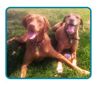 Southern California Vizsla Rescue - Available Adoptions - Lincoln & Nelson