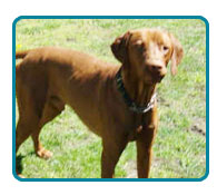 Southern California Vizsla Rescue - Available Adoptions - Logan