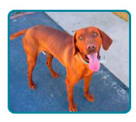 Southern California Vizsla Rescue - Available Adoptions - Lucky