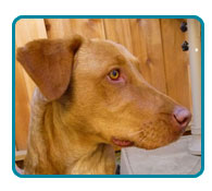 Southern California Vizsla Rescue - Available Adoptions - Lucy