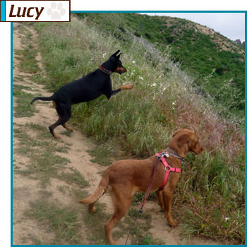 Southern California Vizsla Rescue - Available Adoption - Lucy