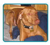 Southern California Vizsla Rescue - Available Adoptions - Malia