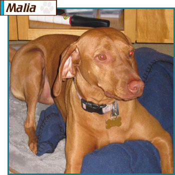 Southern California Vizsla Rescue - Available Adoption - Malia