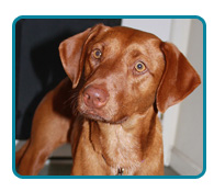 Southern California Vizsla Rescue - Available Adoptions - Minnie