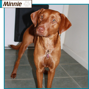 Southern California Vizsla Rescue - Available Adoption - Minnie