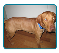 Southern California Vizsla Rescue - Available Adoptions - Murphy