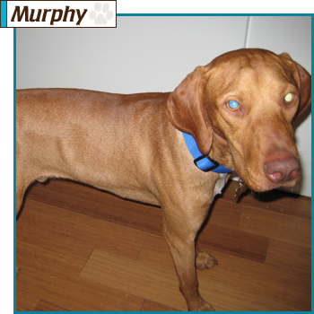 Southern California Vizsla Rescue - Available Adoption - Murphy