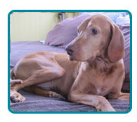 Southern California Vizsla Rescue - Available Adoptions - Reilly