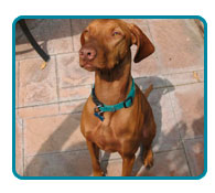 Southern California Vizsla Rescue - Available Adoptions - Oliver