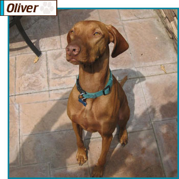 Southern California Vizsla Rescue - Available Adoption - Oliver