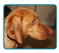 Southern California Vizsla Rescue - Available Adoptions - Plex