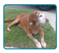 Southern California Vizsla Rescue - Available Adoptions - Reilly