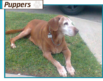 Southern California Vizsla Rescue - Available Adoption - Gypsy