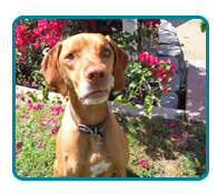 Southern California Vizsla Rescue - Available Adoptions - Reilly