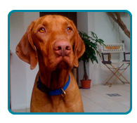 Southern California Vizsla Rescue - Available Adoptions - Rocky