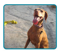 Southern California Vizsla Rescue - Available Adoptions - Rusty