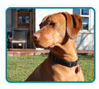 Southern California Vizsla Rescue - Available Adoptions - Sadie