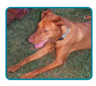 Southern California Vizsla Rescue - Available Adoptions - Scarlet