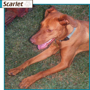 Southern California Vizsla Rescue - Available Adoption - Image Coming Soon