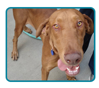 Southern California Vizsla Rescue - Available Adoptions - Sherlock