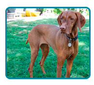 Southern California Vizsla Rescue - Available Adoptions - Sienna