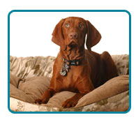 Southern California Vizsla Rescue - Available Adoptions - Tula